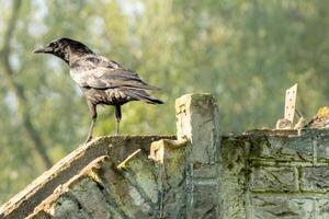 black crow on an old wall photo