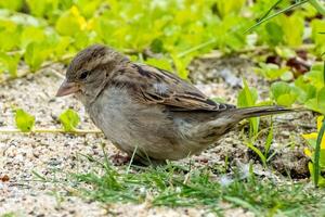 sparrow Passer domesticus on the ground photo