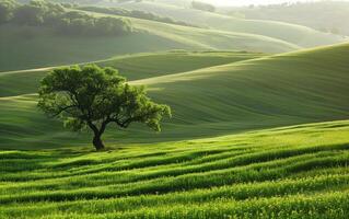 Scenic view of a lone tree in a lush green landscape with rolling hills under a misty sky. Ideal for nature and landscape themes. photo