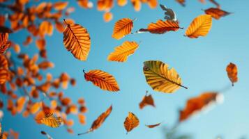 Vibrant autumn leaves float against a clear blue sky, capturing the essence of fall with bright orange and red hues in this dynamic stock photo. photo