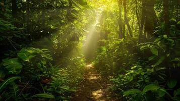 Sunlight shines through a dense, lush green forest canopy, illuminating a tranquil path surrounded by tall trees and vibrant foliage. photo