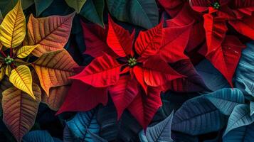 Vibrant poinsettia flowers in red, yellow, and green create a stunning contrast, ideal for festive and floral-themed projects. photo
