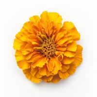 Close-up of a vibrant orange marigold flower in full bloom, isolated on a white background, showcasing its delicate petals and intricate details. photo