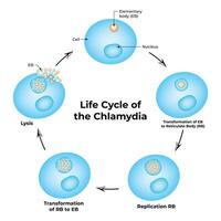 Life Cycle of The Chlamydia Science Design Illustration Diagram vector