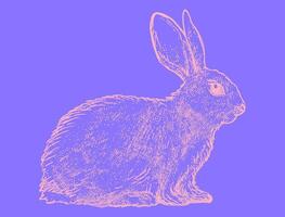 Hand Drawn Sketch Rabbit for Your Design. Psychedelic bunny vector