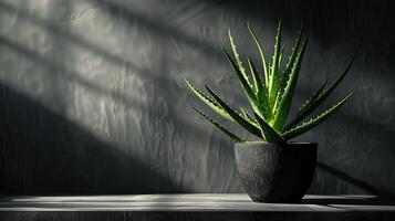 A striking portrayal of an Aloe Vera plant, accentuated by dramatic interplay of shadows and light, set against a textured backdrop, showcasing the plant's vibrant green tones and intricate details photo