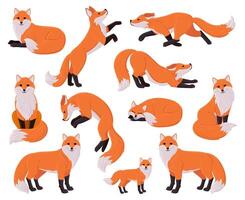 Cartoon foxes, forest red cute fox character. Woodland animal, forest wildlife predator sleeping, running, jumping illustration set. Funny red fox mascot vector