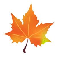 Autumn leaf maple isolated element on white background. illustration. Sign colorful design for decoration Yellow and green orange gradient vector