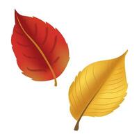 Autumn leaves pare isolated on white background. Simple cartoon flat style. Isolated illustration. Design for stickers, logo, web and mobile app vector