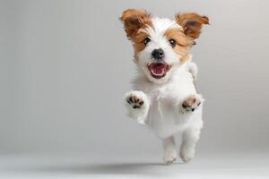 A joyful dog jumping in mid-air with a grey background. The puppy's face is expressive, showing excitement and happiness. photo
