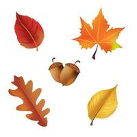 Autumn leaves and nuts set isolated on white background. Simple cartoon flat style. Isolated illustration. Design for stickers, logo, web and mobile app vector