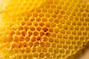 Closeup of a honey bee on a honeycomb with hexagonal cells, showcasing the intricate pattern and golden texture of beeswax. photo