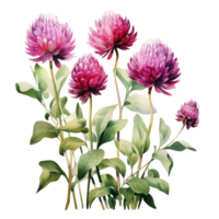 Globe Amaranth, isolated on transparent background png