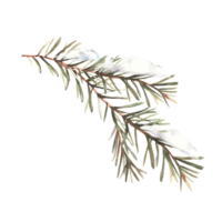 Snow on a fir branch with needles. Watercolor spruce, pine or cedar trees evergreen snowy branch Botanical hand drawn illustration for greeting card, invitation template Clipart on isolated background png