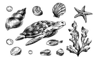 Turtle, shells, starfish, fish, bubbles, pebbles and other sea animals and plants. Graphic illustration hand drawn in black ink. Set of isolated objects EPS . vector