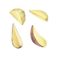 Red potatoes in brown skin and peeled, cut into slices. Watercolor illustration, hand drawn on the theme of harvest, cooking, food, vegetable shop design. Set of elements isolated from background vector
