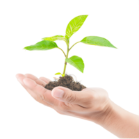 Plant in Open Hand Isolated on Clear Background png