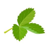 Illustration of fresh strawberry leaves, isolated on white background. vector