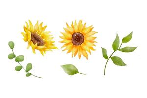 Watercolor sunflower and leaf. Colorful botanical hand drawn flower illustration isolated on white background vector