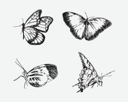 Set of butterflies with engraving drawing style. isolated background. graphic illustration. vector