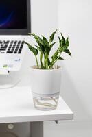 Epipremnum Aureum shangri la in a white self-watering pot, showcasing a blend of design and functionality. photo