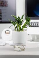 Epipremnum Aureum shangri la in a white self-watering pot, showcasing a blend of design and functionality. photo