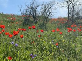 Red poppy flowers in a meadow against a background of blue sky and white clouds. Summer landscape with red poppies. Kyrgyzstan. photo