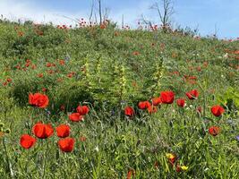Red poppy flowers in a meadow against a background of blue sky and white clouds. Summer landscape with red poppies. Kyrgyzstan. photo