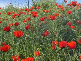 Red poppy flowers in a meadow against a background of blue sky and white clouds. Summer landscape with red poppies. Kyrgyzstan. photo