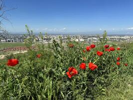 Red poppy flowers in a meadow against a background of blue sky and white clouds. Summer landscape with red poppies. Kyrgyzstan. photo