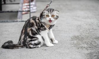 Cute Scottish Fold cat with leash for walking outdoor. The Scottish Fold is a rare feline breed. It originated when a naturally occuring mutant cat was born in Scotland. photo
