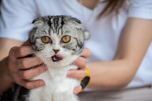 Woman playing with her Scottish Fold cat. A Scottish Fold is recognized by its folded ears. photo