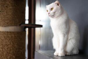 White Scottish Fold cat living in human home. The Scottish Fold is a rare feline breed. It originated when a naturally occuring mutant cat was born in Scotland. photo