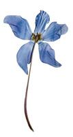 Cyclamen flower dried bud isolated on white background. photo