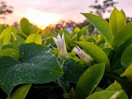 Close up of white buds in the middle of soft light. photo