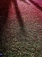 Adjusting the color of the grass for background work. photo