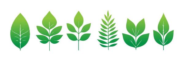 Green leaf icons set. Leaves icon on isolated background. Collection green leaf. Elements design for natural, eco, vegan, bio labels vector