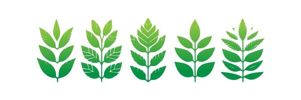 Green leaf icons set. Leaves icon on isolated background. Collection green leaf. Elements design for natural, eco, vegan, bio labels vector