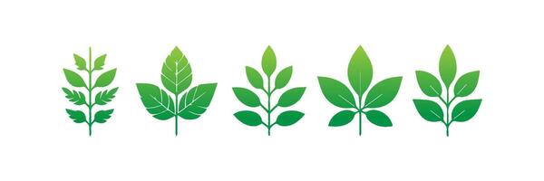 Green leaf icons set. Leaves icon on isolated background. Collection green leaf. Elements design for natural, eco, vegan, bio labels vector