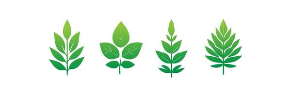Green leaf icons set. Leaves icon on isolated background. Collection green leaf. Elements design for natural, eco, vegan, bio labels vector
