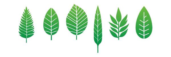 Green leaf icons set. Leaves icon on isolated background. Collection green leaf. Elements design for natural, eco, vegan, bio labels vector