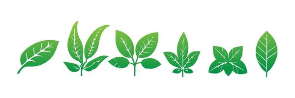 Green leaf icons set. Leaves icon on isolated background. Collection green leaf. Elements design for natural, eco, vegan, bio labels vector