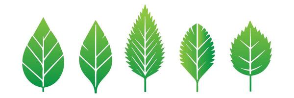Green leaf icons set. Leaves icon on isolated background. Collection green leaf. Elements design for natural, eco, vegan, bio labels vector