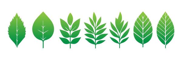 Green leaf icons set. Leaves icon on isolated background. Collection green leaf. Elements design for natural, eco, vegan, bio labels vector