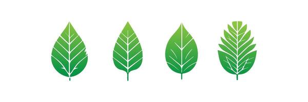 Green leaf icons set. Leaves icon on isolated background. Collection green leaf. Elements design for natural, eco, vegan, bio labels vector