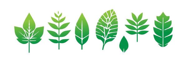 Green leaf icons set. Leaves icon on isolated background. Collection green leaf. Elements design for natural, eco, vegan, bio labels vector
