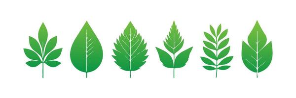 Green leaf icons set. Leaves icon on isolated background. Collection green leaf. Elements design for natural, eco, vegan, bio labels vector