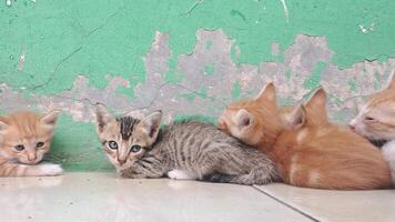 a group of kittens sitting on the floor next to a green wall photo