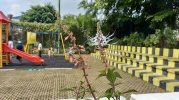 a flower in a vase on a playground photo