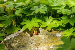 lush green leaves over a mossy rock in a garden setting photo